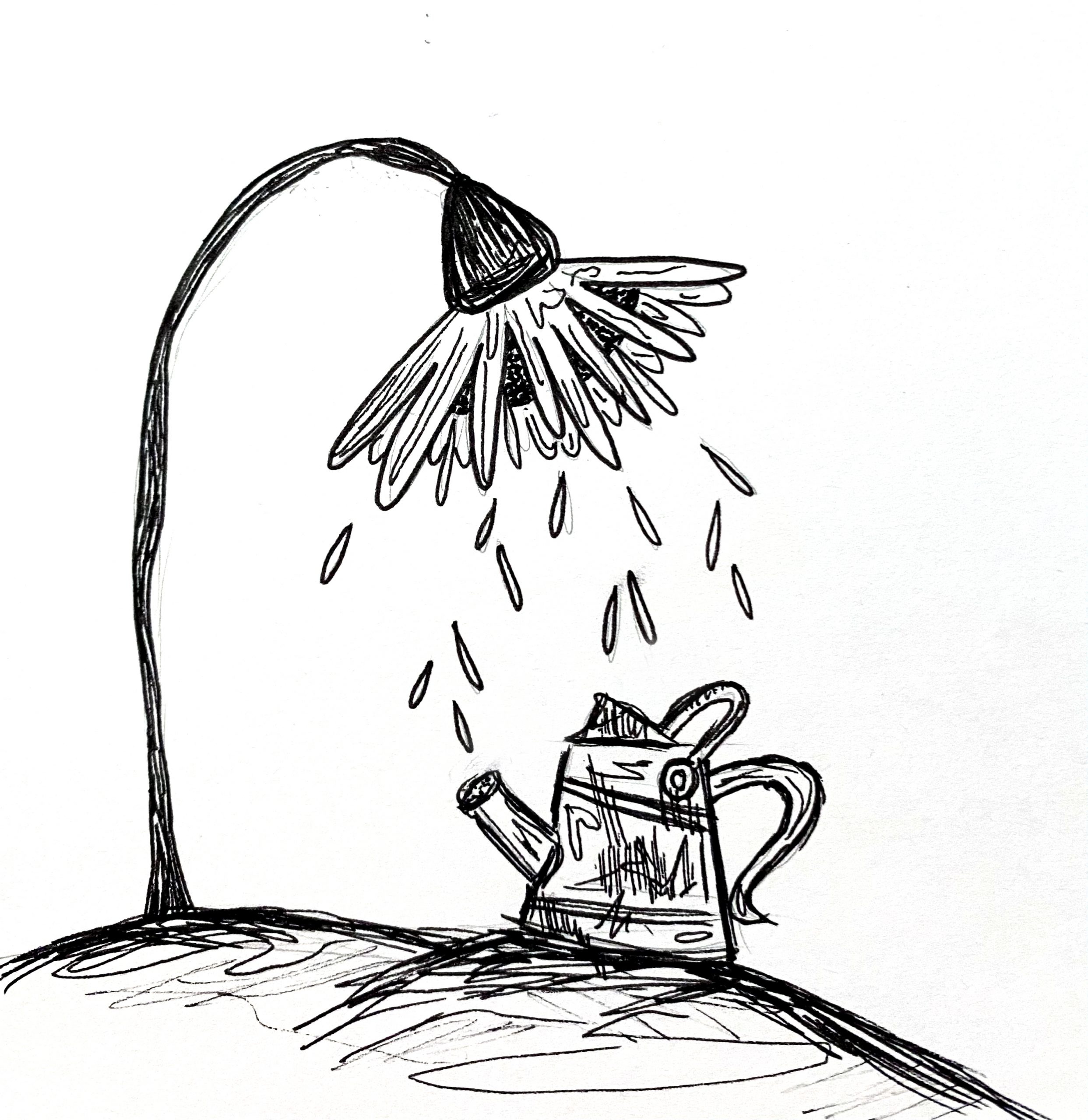 This is an illustration done in black ink of a sunflower that is bent over a watering can. There are petals falling off of the flower and they are going into the watering can. They are both positioned on a hill with the flower on the left and the watering can on the right of the image. The flower is also larger than the watering can.