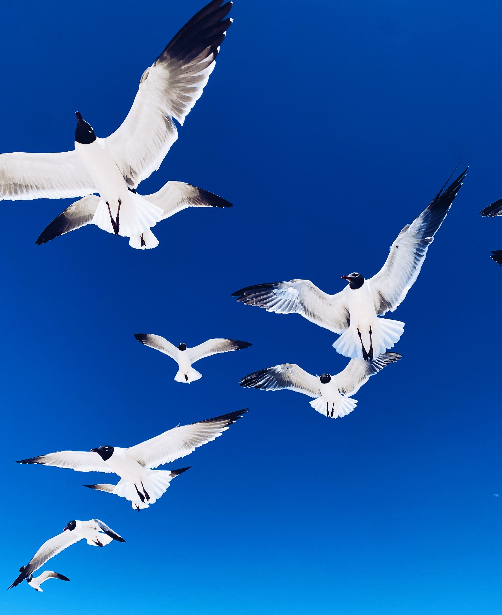 A photograph of seagulls in flight. The camera is positioned directly below the six birds, capturing the slanted sideways V they make in the deep azure sky. The stark whiteness of their feathers contrasts jarringly against the background.